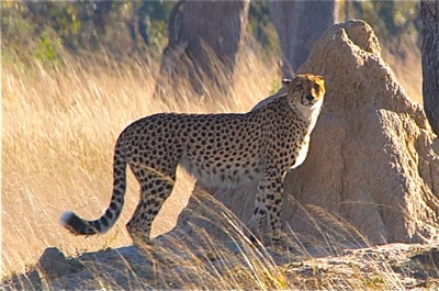 WID_4807.1.Cheeta